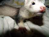 Weasel Photos
